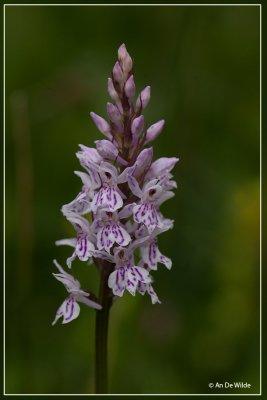 Bosorchis  - Dactylorhiza fuchsii