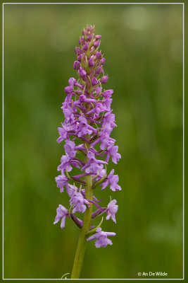 Grote muggenorchis - Gymnadenia conopsea