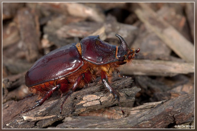 Neushoornkever - Oryctes nasicornis