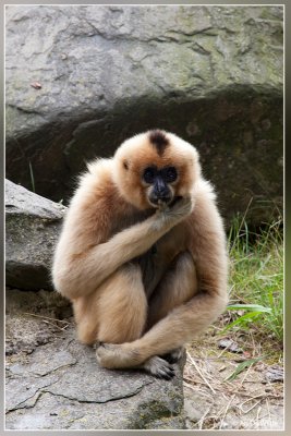 Gibbon - Hylobatidae