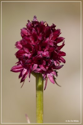 Zwarte Vanillieorchis - Nigritella nigra