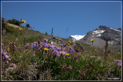 Alpenaster - Aster alpinus
