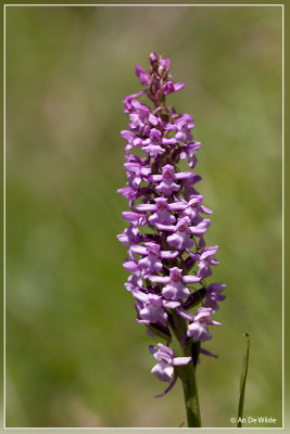 Grote muggenorchis - Gymnadenia conopsea