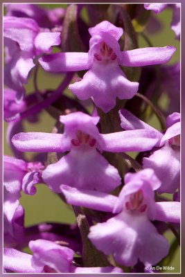 Grote muggenorchis - Gymnadenia conopsea