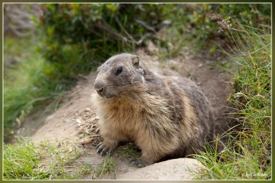 Alpenmarmot - Marmota marmota