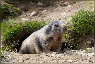 Alpenmarmot - Marmota marmota