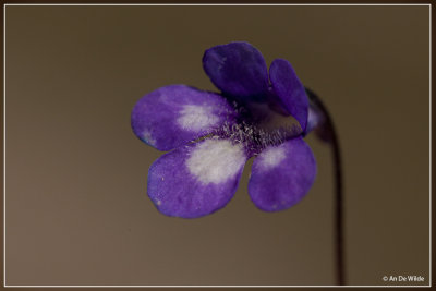 Vetblad - Pinguicula leptoceras