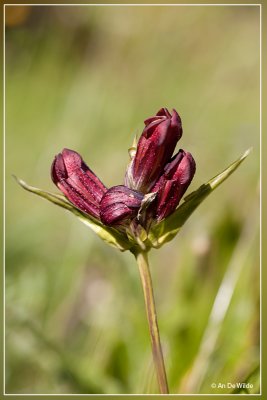 Purpergentiaan - Gentiana purpurea