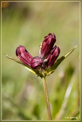 Purpergentiaan  - Gentiana purpurea