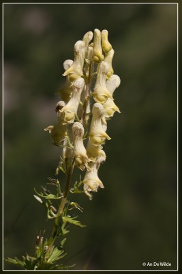 Gele monnikskap - Aconitum vulparia