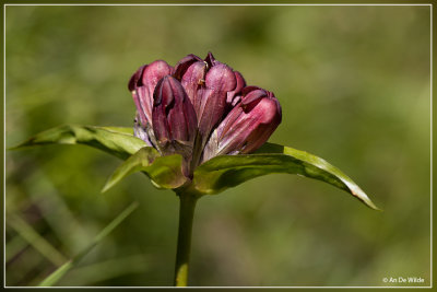 Purpergentiaan - Gentiana purpurea