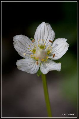 Parnassia - Parnassia palustris