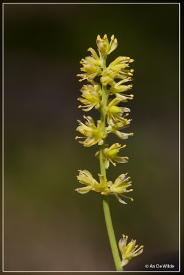 Bieslelie - Tofieldia calyculata