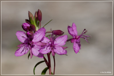 Fleischers wilgenroosje - Epilobium fleischeri