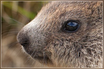 Alpenmarmot - Marmota marmota