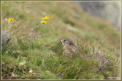 Alpenmarmot - Marmota marmota