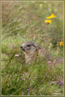 Alpenmarmot - Marmota marmota