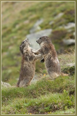 Alpenmarmot - Marmota marmota