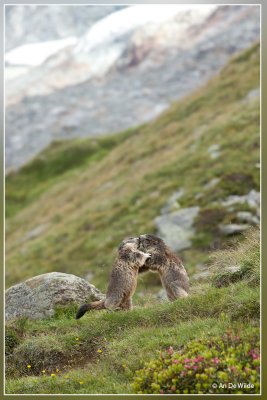 Alpenmarmot - Marmota marmota