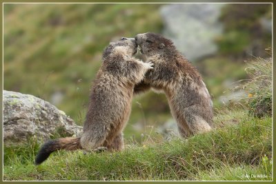Alpenmarmot - Marmota marmota