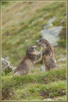 Alpenmarmot - Marmota marmota