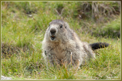 Alpenmarmot - Marmota marmota