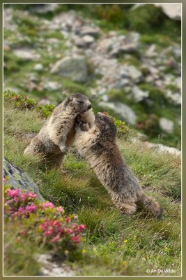 Alpenmarmot - Marmota marmota