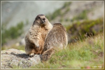 Alpenmarmot - Marmota marmota