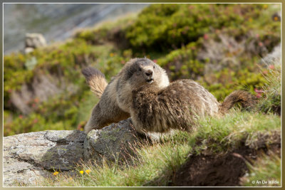 Alpenmarmot - Marmota marmota