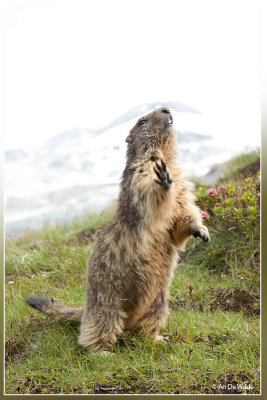 Alpenmarmot - Marmota marmota