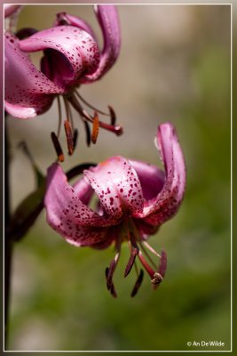 Turkse lelie - Liliaceae martagon
