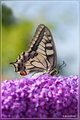 Koninginnepage - Papilio machao