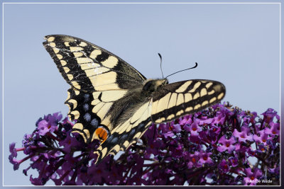 Koninginnepage - Papilio machao