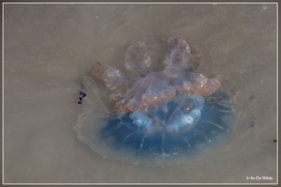 Zeepaddenstoel - Rhizostoma pulmo