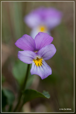 Duinviooltje - Viola curtisii