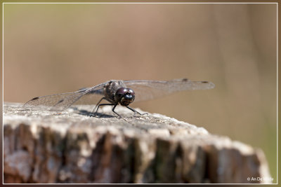 Zwarte heidelibel - Sympetrum danae