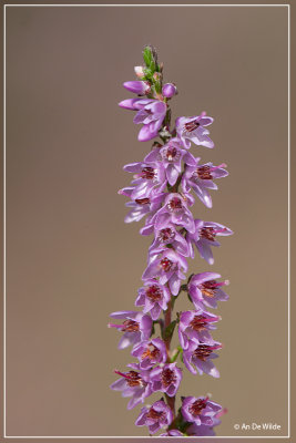 Struikheide - Calluna vulgaris