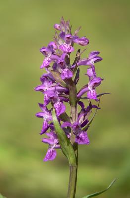 Brede orchis - Dactylorhiza majalis