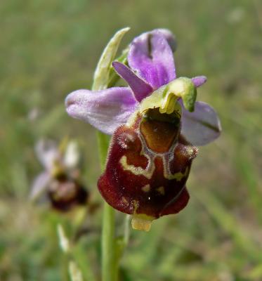 Hommelorchis - Ophrys holoserica
