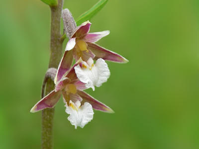 Moeraswespenorchis