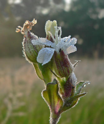 Avondkoekoeksbloem