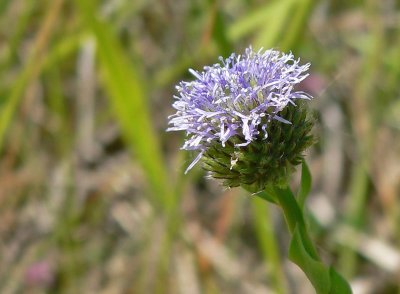 Blauwe kogelbloem