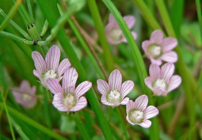 Teer Guichelheil - Anagallis tenella