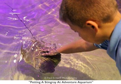 125  Petting A Stingray At Adventure Aquarium.JPG