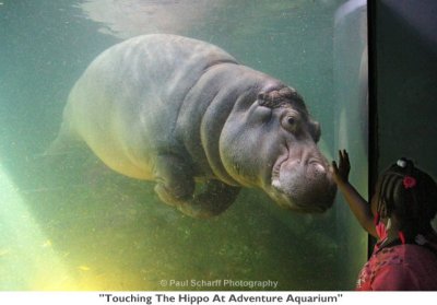 169  Touching The Hippo At Adventure Aquarium.JPG