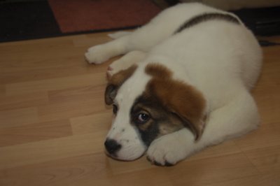 getting adopted is exahusting