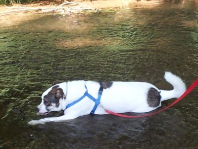 Ollie decided to lay down in the stream and get a drink