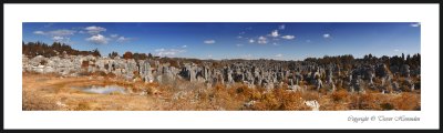 Stone Forest 1.jpg