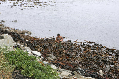 Kelp Harvesting