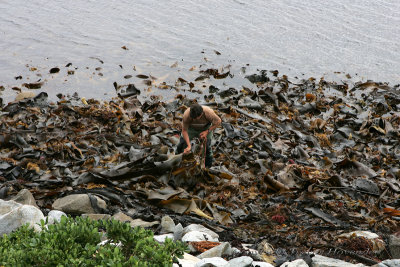 Kelp Harvesting1